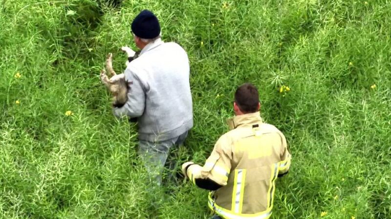 Mit Drohne geortet: Feuerwehr rettet geschwächten Hund aus Rapsfeld in Kleve