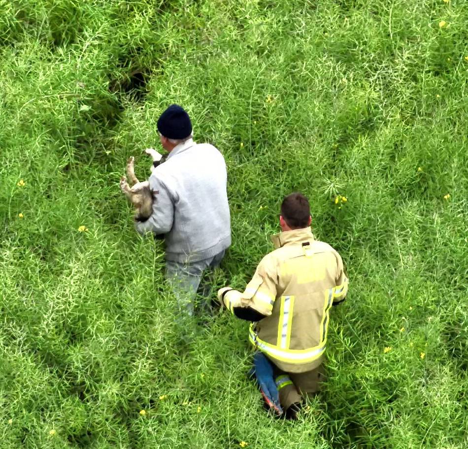 Mit Drohne geortet: Feuerwehr rettet geschwächten Hund aus Rapsfeld in Kleve