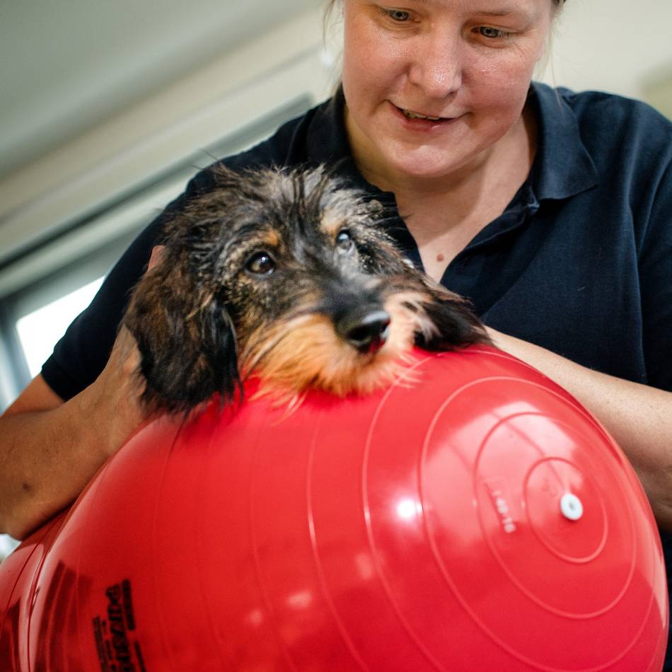 Neu in der Innenstadt: Wo Hunde in Moers zur Physio gehen