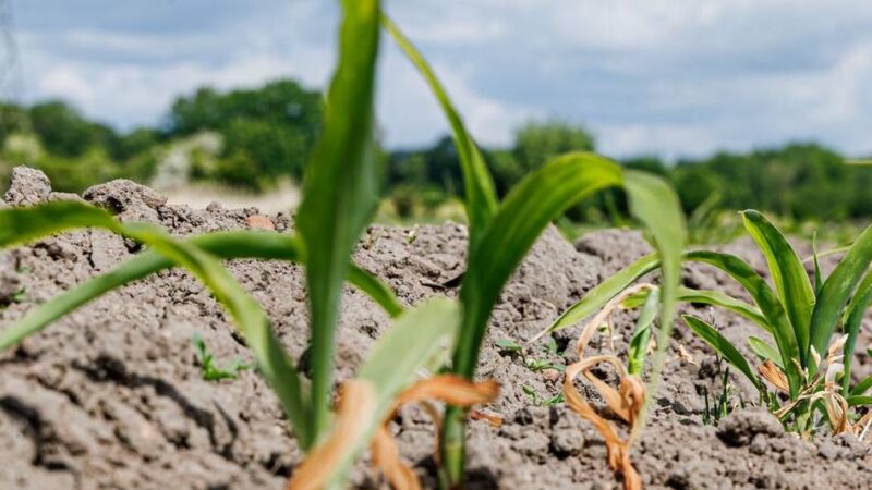 Trockenheit im Rhein-Kreis Neuss: „Für uns Landwirte ist es eine Katastrophe“