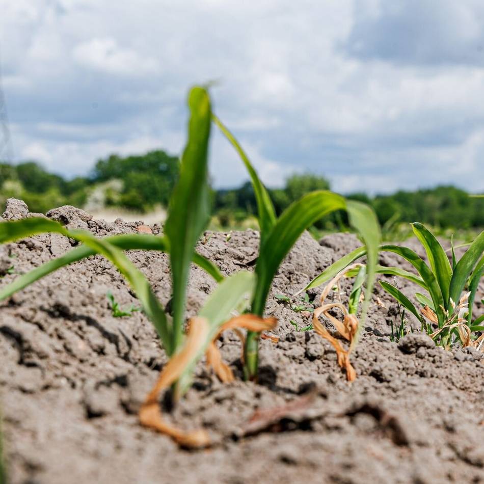 Trockenheit im Rhein-Kreis Neuss: „Für uns Landwirte ist es eine Katastrophe“