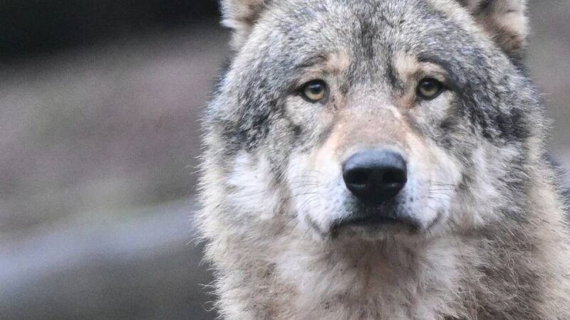 Auf der Hoge Veluwe: Nach Attacke auf Joggerin darf niederländischer Problemwolf geschossen werden