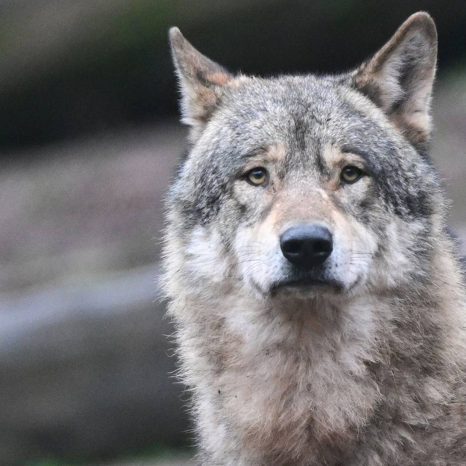 Auf der Hoge Veluwe: Nach Attacke auf Joggerin darf niederländischer Problemwolf geschossen werden