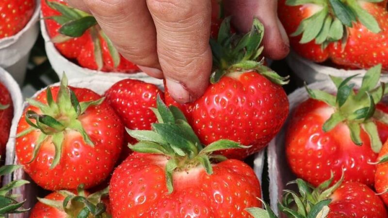 Jetzt wird’s süß: Die Erdbeersaison im Kreis Kleve ist gestartet – was man dazu wissen muss
