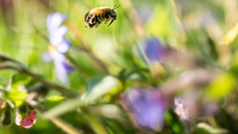 Wettbewerb ausgeschrieben: Wer hat den artenfreundlichsten Garten von Neuss?