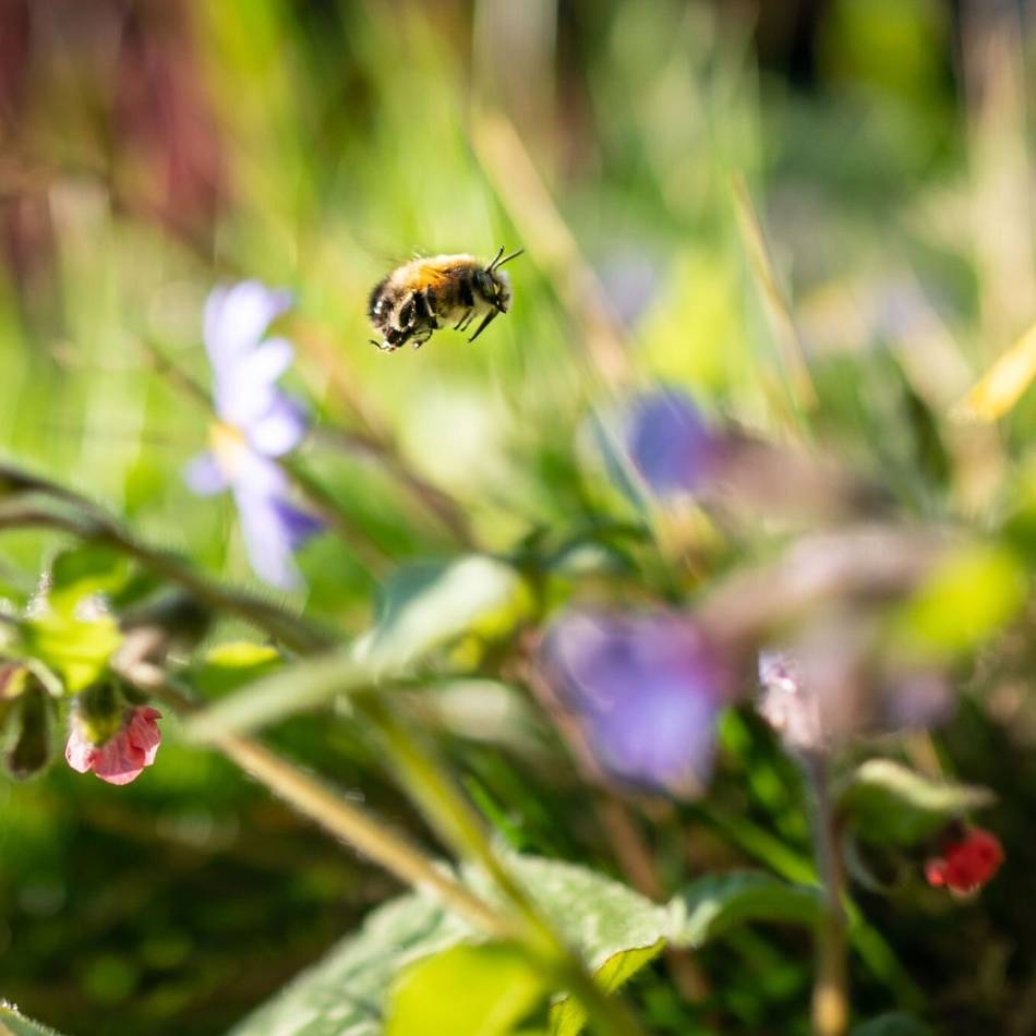 Wettbewerb ausgeschrieben: Wer hat den artenfreundlichsten Garten von Neuss?