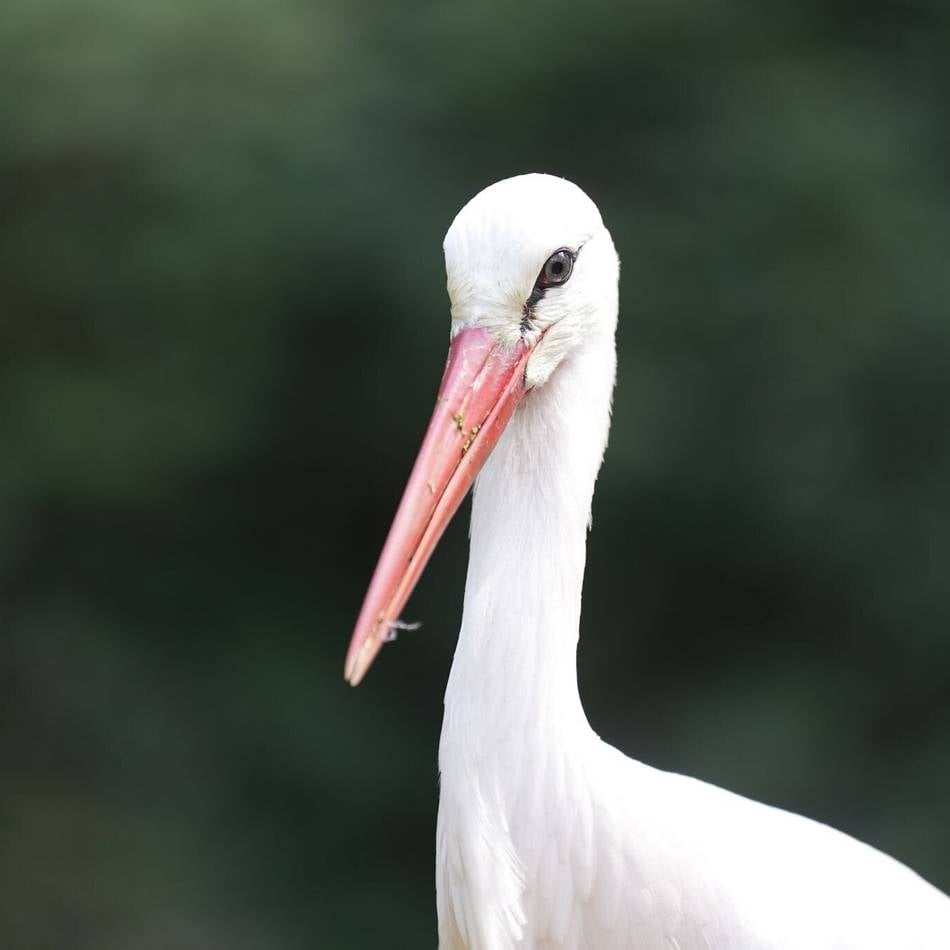 Tier überwintert sogar in Mönchengladbach: Nabu sucht Namen für Storch am Buchholzer Wald