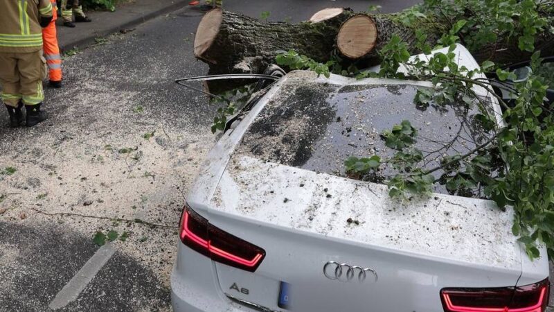 Lange Staus nach schwerem Unfall: Auf Autos gestürzt – Baum war von Pilz befallen