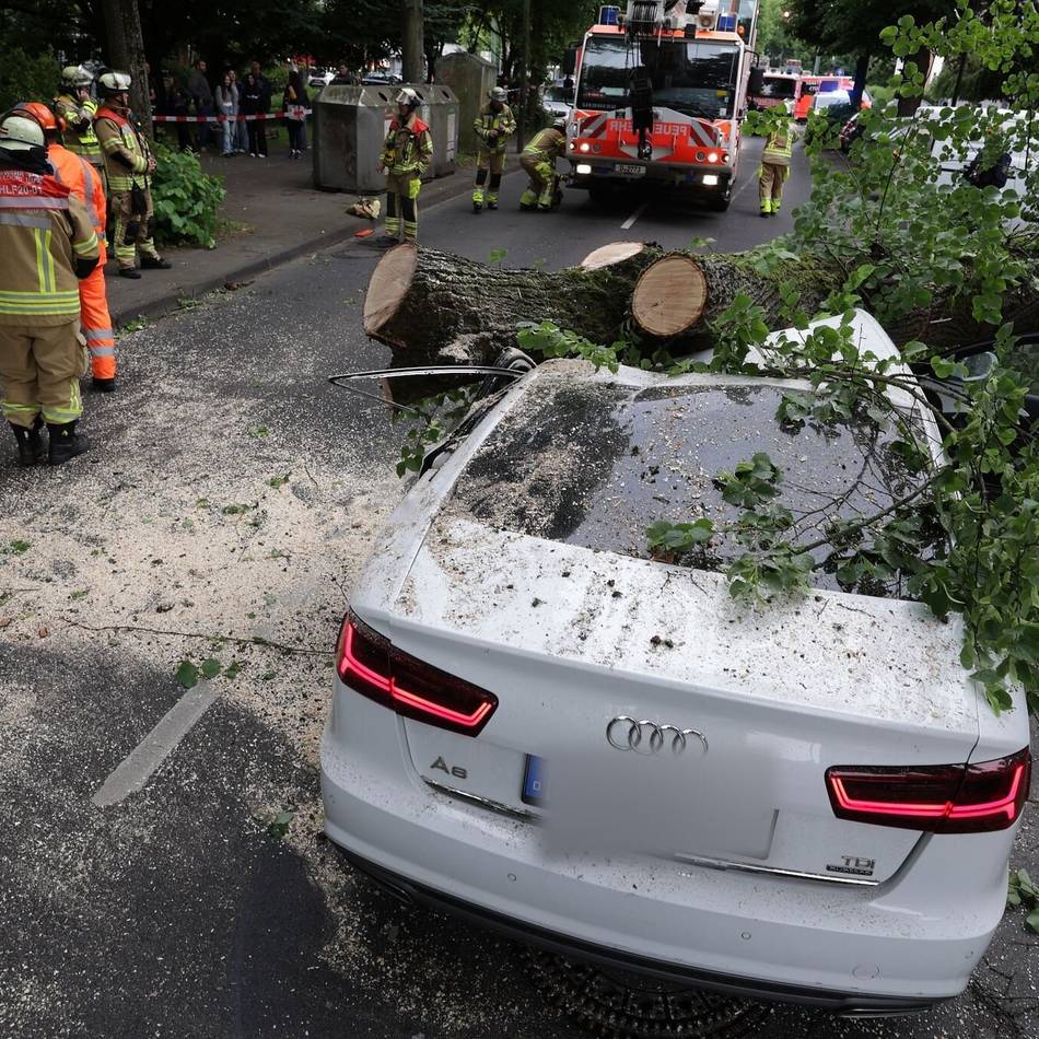 Lange Staus nach schwerem Unfall: Auf Autos gestürzt – Baum war von Pilz befallen