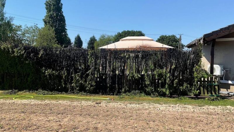 Über zehn Meter standen in Flammen: Hecke brennt in Menzelen