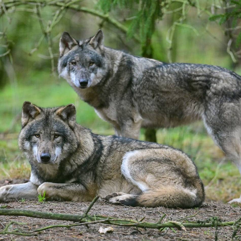 Gefahr durch Wölfe in Wermelskirchen: „Der Wolf streift seit Jahren durch das Bergische Land“