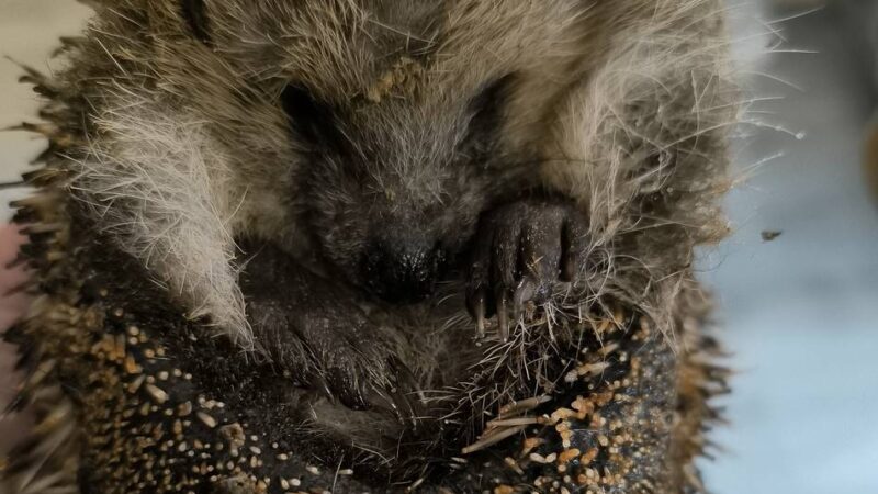 Vorfälle seit 2013 in Willich: Wieder Igel mit Brandwunden gefunden