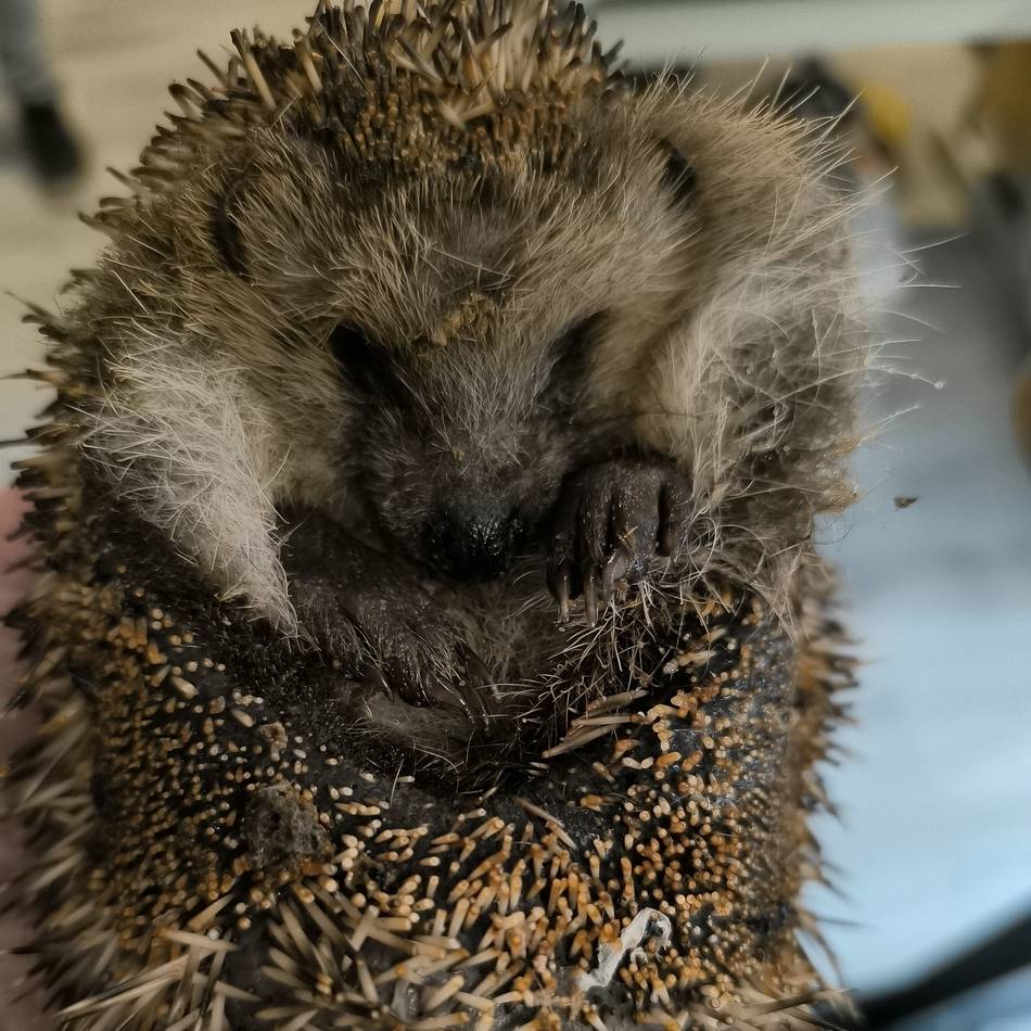 Vorfälle seit 2013 in Willich: Wieder Igel mit Brandwunden gefunden