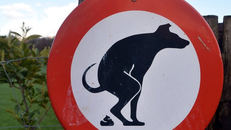 Diskussion in Kleve: DNA-Proben bei Hundekot? Das ist was für Anfänger!