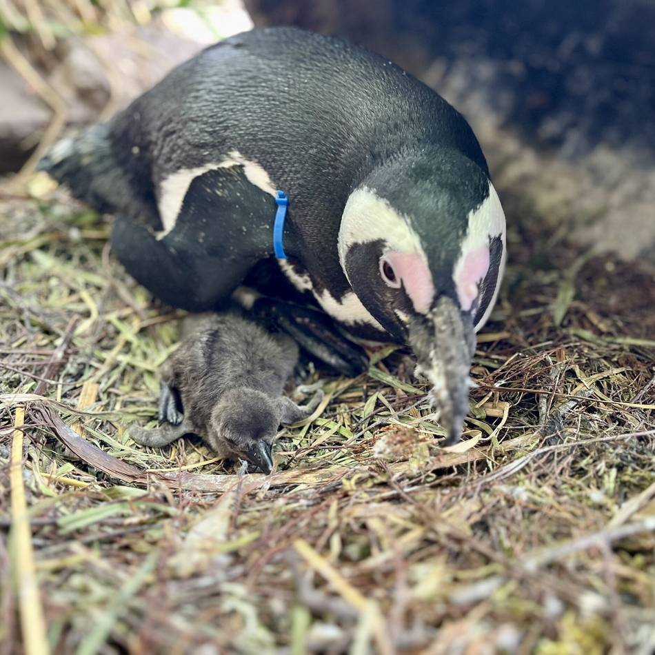 Vom Aussterben bedroht: Flauschiger Nachwuchs bei den Brillenpinguinen im Duisburger Zoo