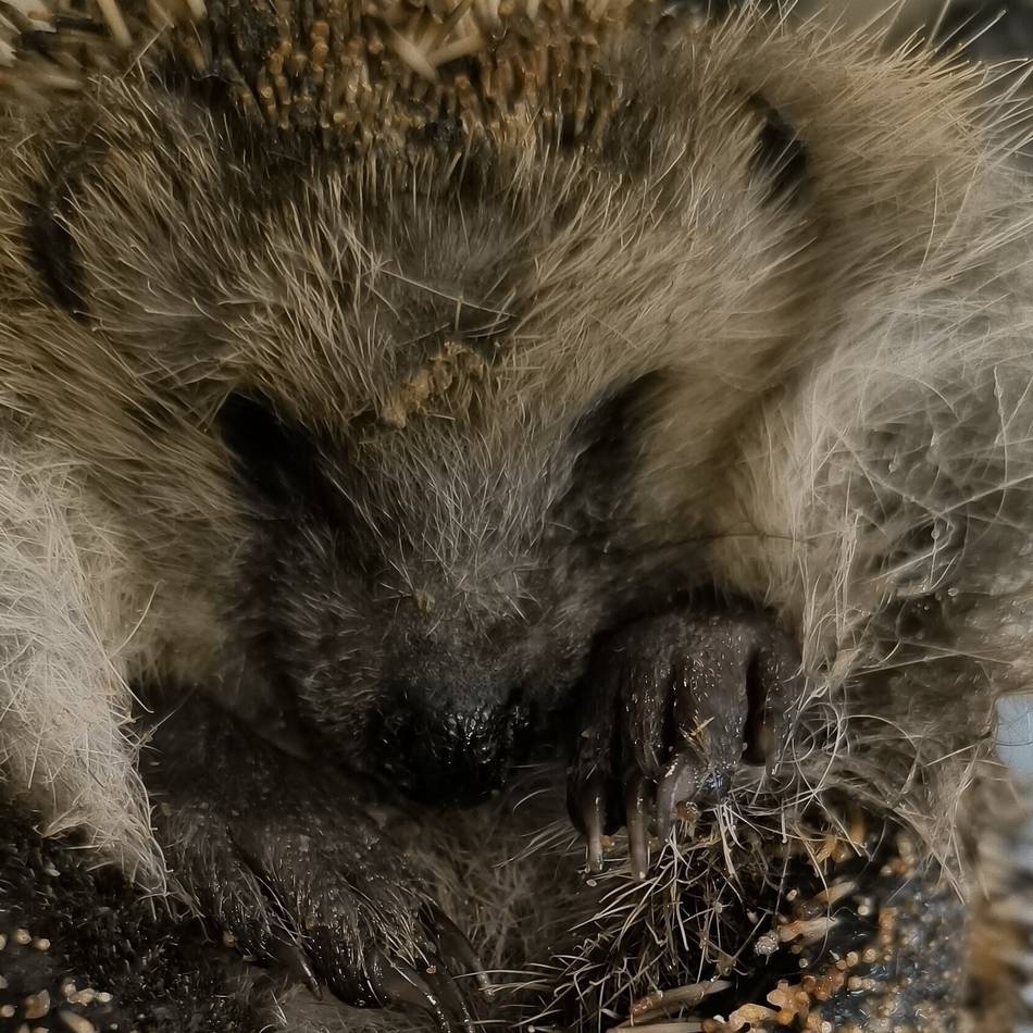 In Willich mit Brandwunden aufgefundener Igel gestorben: Igelhilfe erhöht Belohnung