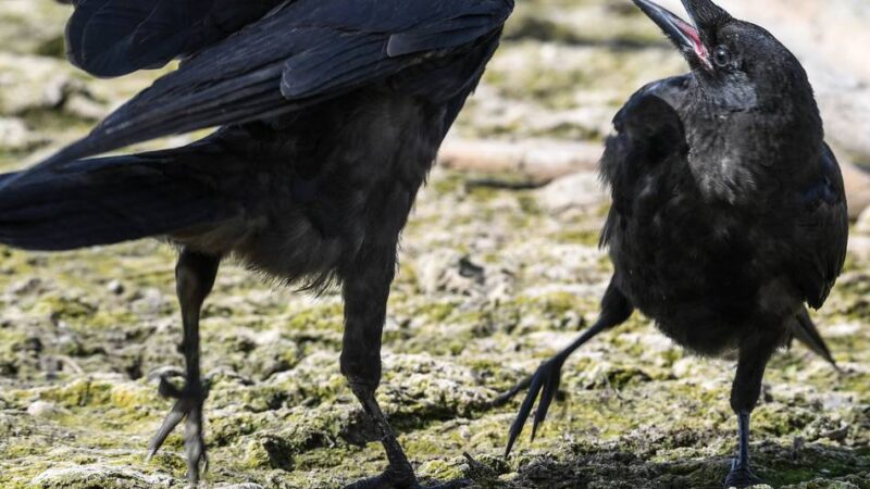 Ärger über Krähen und Dohlen in Dormagen: „Manchmal möchte man schon ein Maschinengewehr haben“