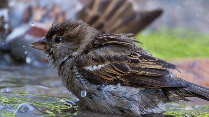 Naturschützer geben Tipps: Wie Sie Igel, Eichhörnchen und Spatz am besten beim Trinken helfen können