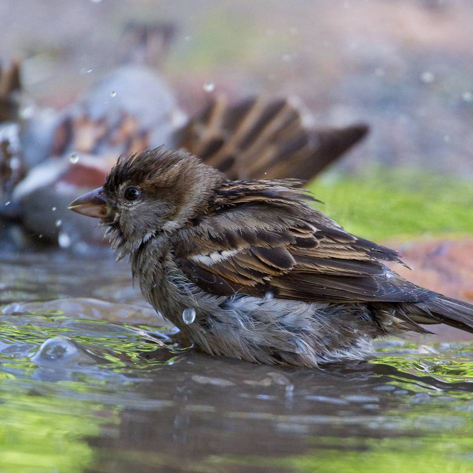 Naturschützer geben Tipps: Wie Sie Igel, Eichhörnchen und Spatz am besten beim Trinken helfen können