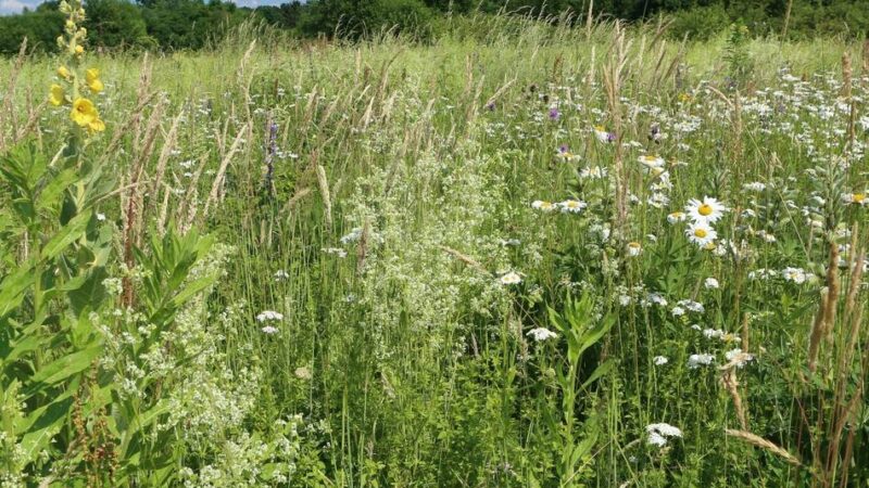 In Langenfeld: Führung und Wildbienen-Monitoring im Landschaftspark Fuhrkamp