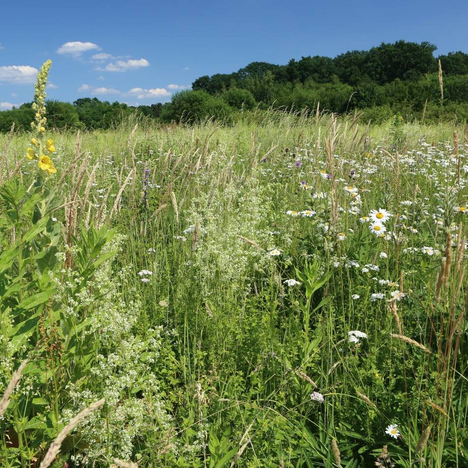 In Langenfeld: Führung und Wildbienen-Monitoring im Landschaftspark Fuhrkamp