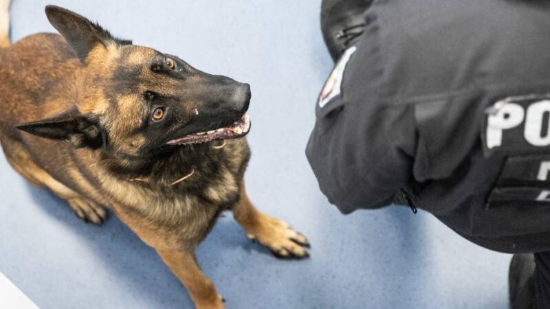 Vier Festnahmen in Düsseldorf-Unterrath: Polizeihund erschnüffelt Verdächtige nach Einbruch in Hallenbad