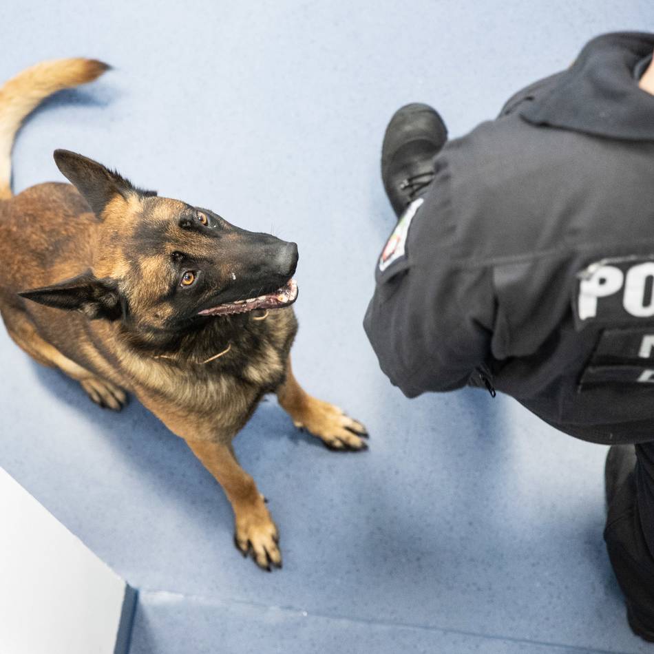 Vier Festnahmen in Düsseldorf-Unterrath: Polizeihund erschnüffelt Verdächtige nach Einbruch in Hallenbad