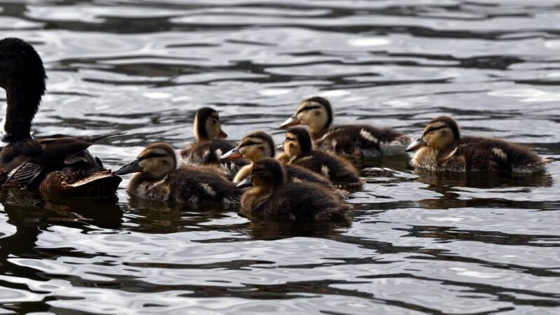 Mutmaßliche Tierquälerei in Grevenbroich: „Ich habe schon vier tote Entenküken beerdigt“