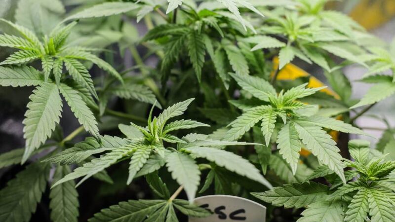 Hildens Erfahrungen nach einem Jahr Hanf-Freigabe: Die Cannabis-Euphorie ist verflogen