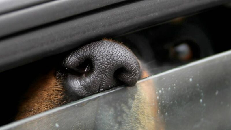 Außergewöhnlicher Einsatz in Jüchen: Hund kollabiert in überhitztem Auto – Rettung mit Sauerstoff und Wadenwickel