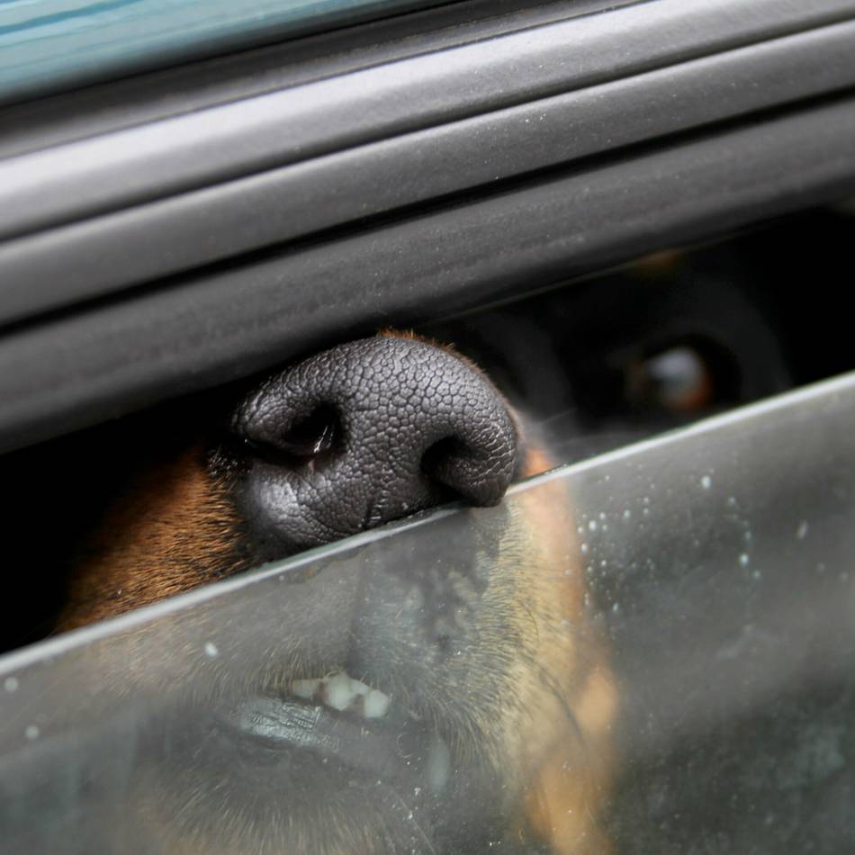Außergewöhnlicher Einsatz in Jüchen: Hund kollabiert in überhitztem Auto – Rettung mit Sauerstoff und Wadenwickel