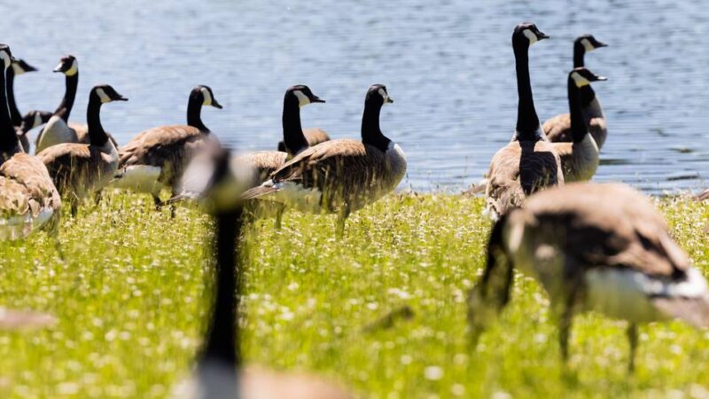 Am Grünen See in Ratingen: Exkursionen zu den Kanadagänsen