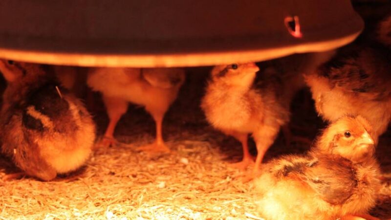 Wärmelampe und Brutkasten ausgefallen: Diebe klauen Stromkabel – 60 Küken erfrieren