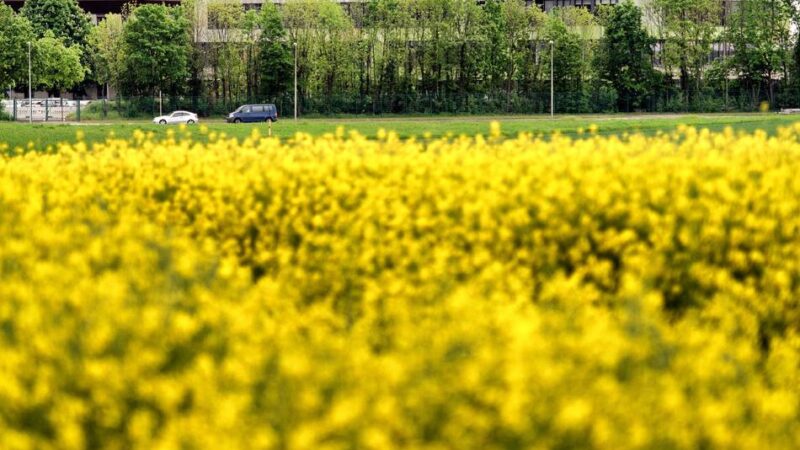 Pläne für Crop Science: Bayer bündelt Pflanzenschutzforschung in Monheim