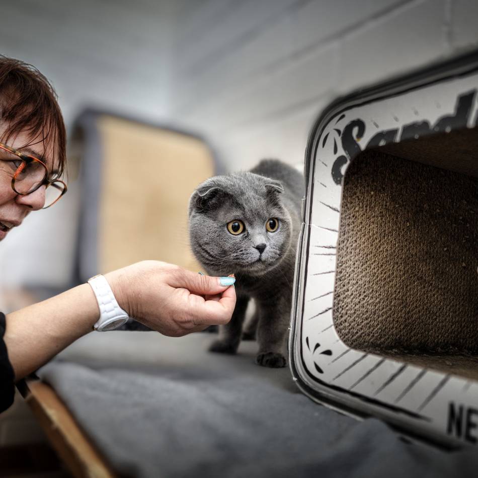 Zu viele Tiere im Heim: Tierheim Hilden verhängt Aufnahmestopp für Katzen