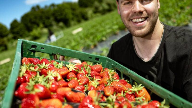 Vier verschiedene Sorten in Monheim: Bei Bauer Bossmann gibt es jetzt Erdbeeren zum Selberpflücken
