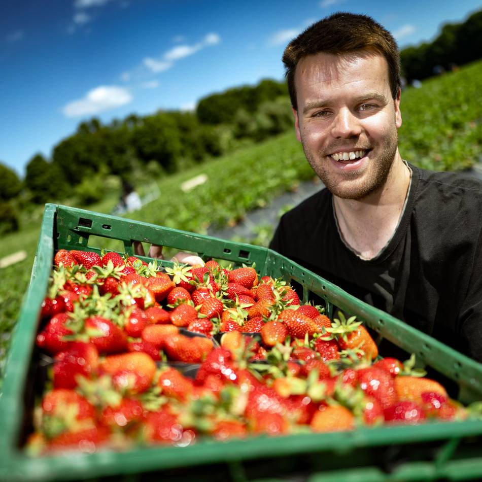Vier verschiedene Sorten in Monheim: Bei Bauer Bossmann gibt es jetzt Erdbeeren zum Selberpflücken