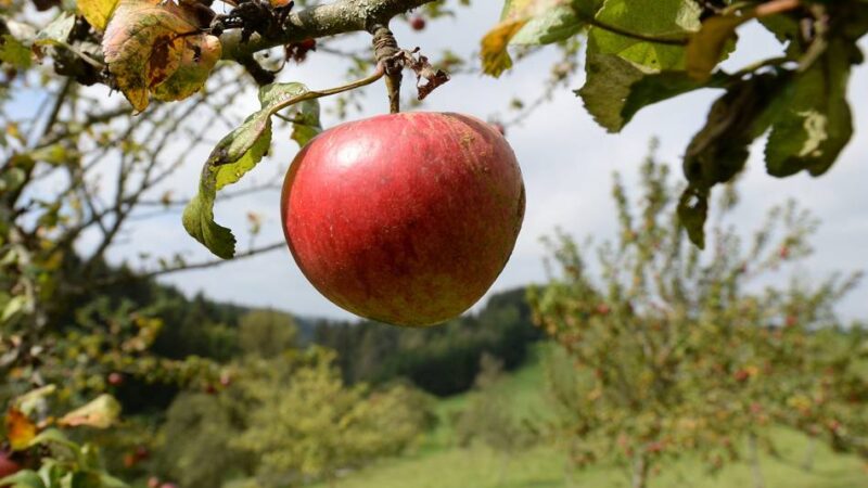 Naturschutz in Grevenbroich: CDU setzt sich für Streuobstwiese ein
