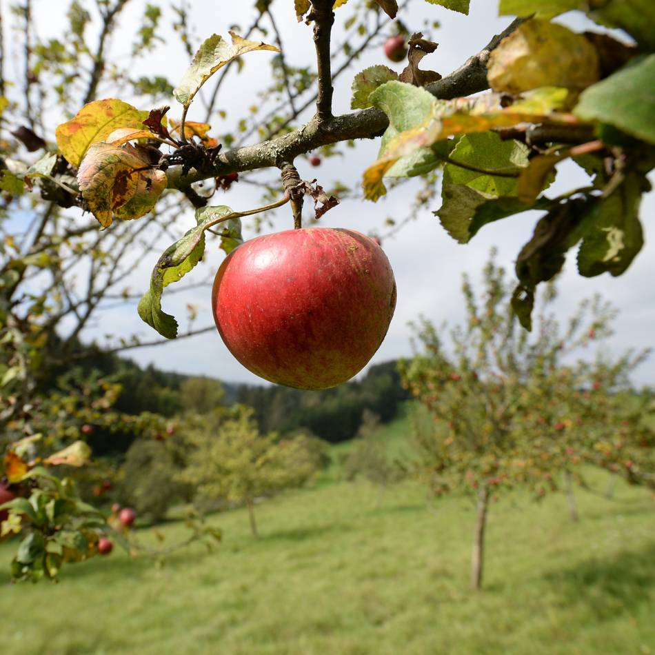 Naturschutz in Grevenbroich: CDU setzt sich für Streuobstwiese ein