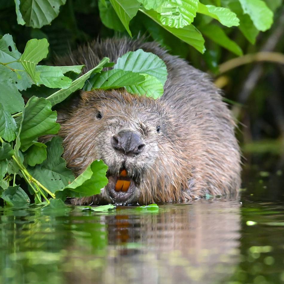 Wildtiere in Leverkusen: Wo sich Fuchs und Biber gute Nacht sagen