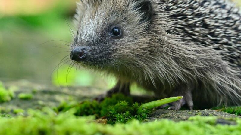 Wildtierhilfe in Krefeld: Igelstation am Limit