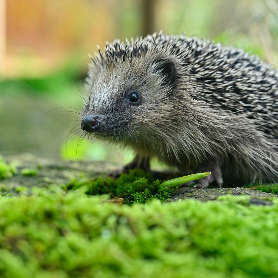 Wildtierhilfe in Krefeld: Igelstation am Limit