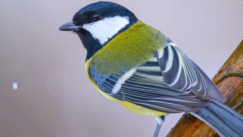 Stunde der Gartenvögel 2025: Krefelds Vögel kämpfen mit Dürre und Platzmangel