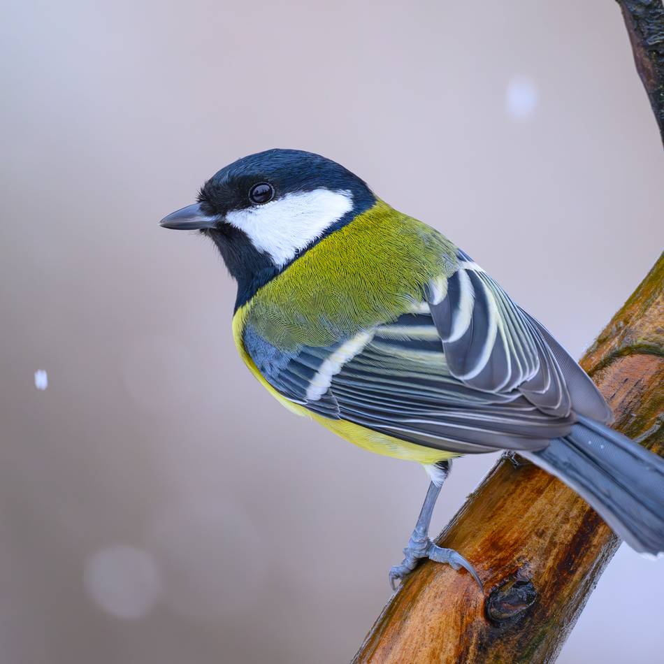 Stunde der Gartenvögel 2025: Krefelds Vögel kämpfen mit Dürre und Platzmangel