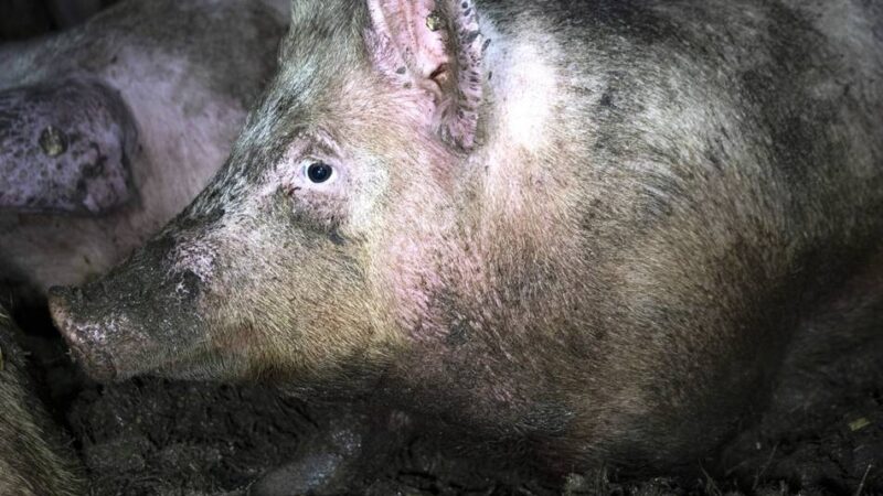 Nach Anschuldigungen gegenüber Brüggener Betrieb: „Das System funktioniert nicht“ – Tierrechtsorganisation fordert radikalen Wandel