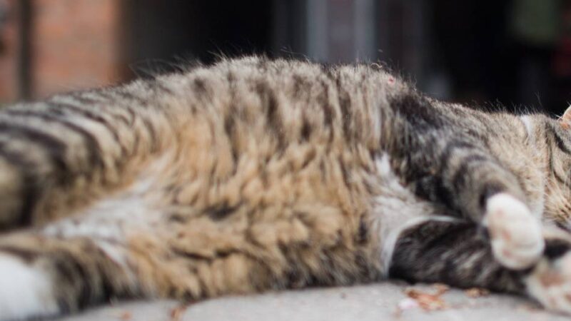 Tierschutz in Düsseldorf: Freigänger-Katzen müssen kastriert werden