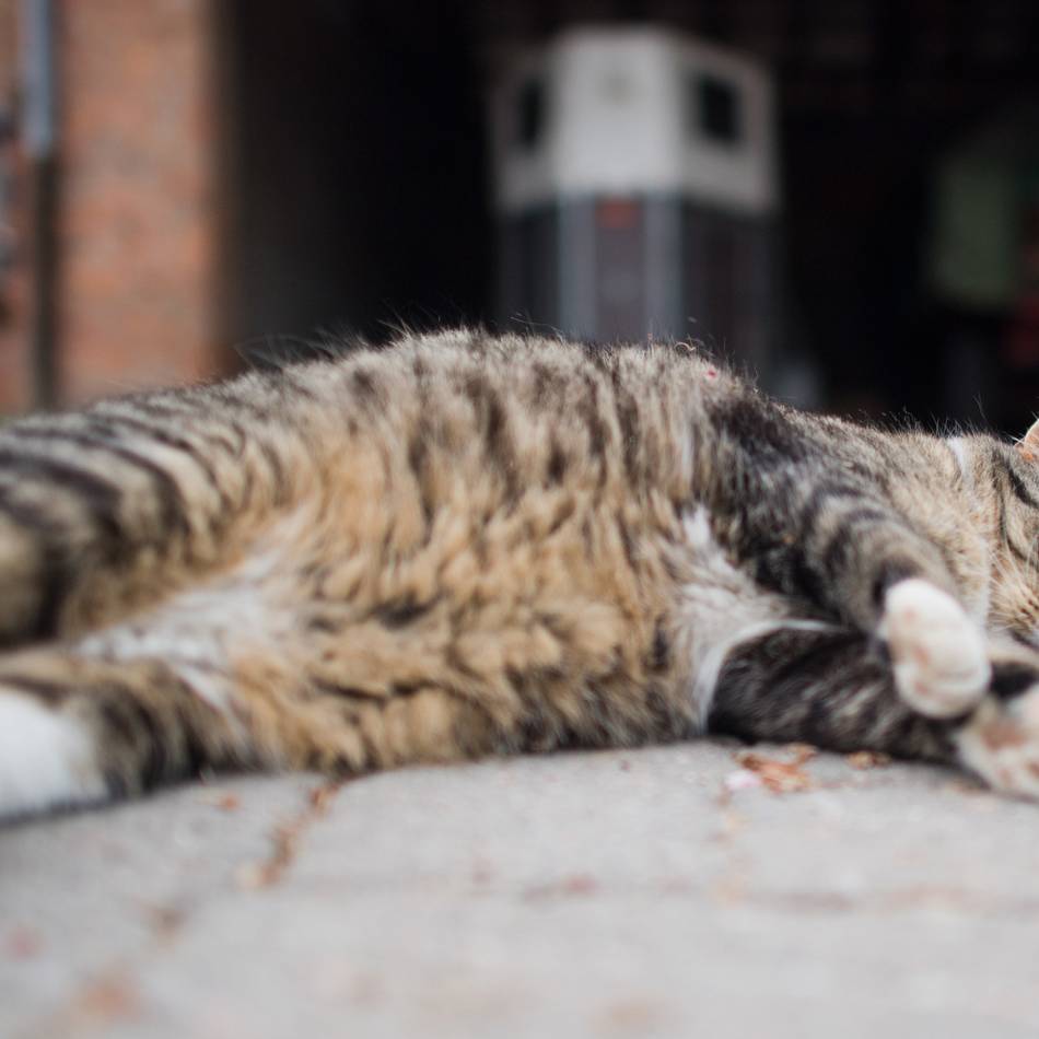 Tierschutz in Düsseldorf: Freigänger-Katzen müssen kastriert werden