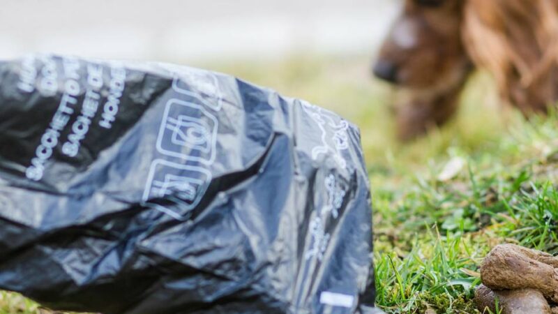 Vorschlag liegt auf dem Tisch: Helfen DNA-Tests gegen „Tretminen“ von Hunden in Kleve?