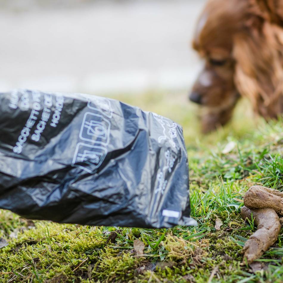 Vorschlag liegt auf dem Tisch: Helfen DNA-Tests gegen „Tretminen“ von Hunden in Kleve?