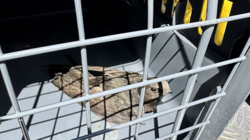 Tierischer Einsatz in Dinslaken: Feuerwehr hilft einem Mauersegler aus der Klemme
